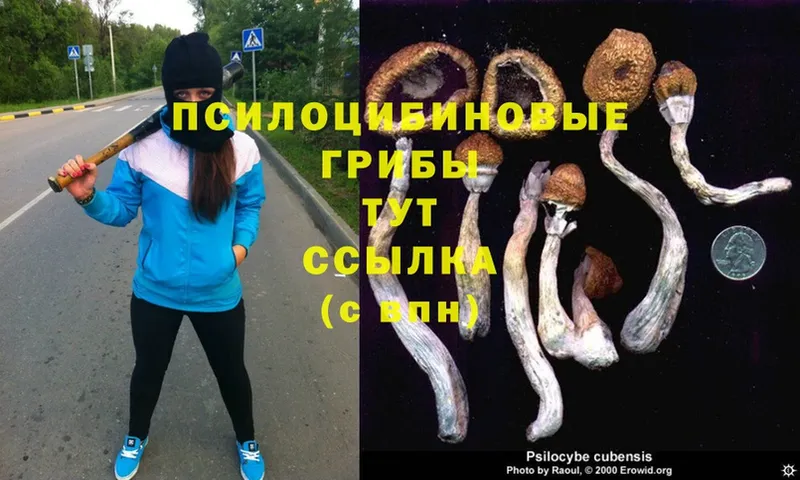 Галлюциногенные грибы Psilocybe  Кирс 